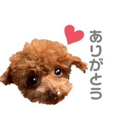 [LINEスタンプ] アラン（トイプードル）のスタンプ