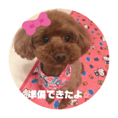 [LINEスタンプ] トイプードルリズム‎ちゃん