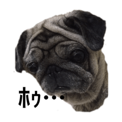 [LINEスタンプ] パグのニモ①