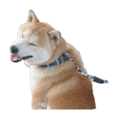 [LINEスタンプ] 柴犬まるのスタンプ②
