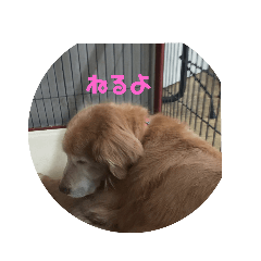 [LINEスタンプ] ペットとの1日？