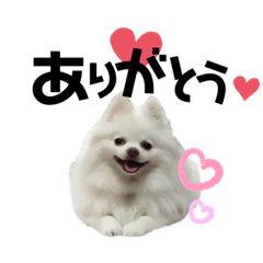 [LINEスタンプ] ポケコロちゃん 4