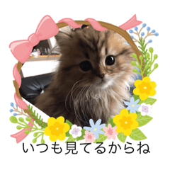 [LINEスタンプ] テトラちゃん❣️