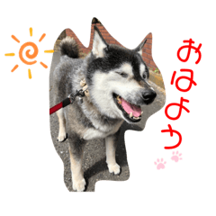 [LINEスタンプ] 使いやすい 黒柴ジョーのスタンプ