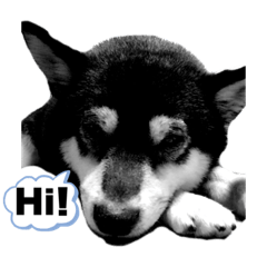 [LINEスタンプ] cool黒柴