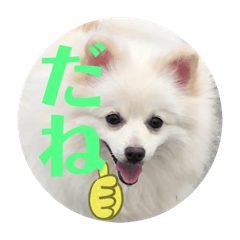 [LINEスタンプ] ポメちゃんの会話2