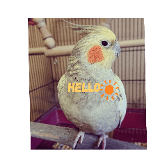 [LINEスタンプ] オカメインコパールスタンプ