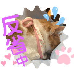[LINEスタンプ] ねこさぶ2