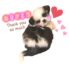 [LINEスタンプ] シーズー犬❁こむぎ