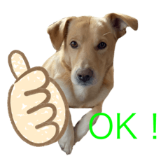 [LINEスタンプ] うちの犬ジョン2