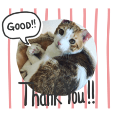 [LINEスタンプ] ハート猫の激かわスタンプ