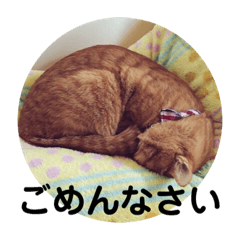 [LINEスタンプ] 茶トラねこの日常会話スタンプ1