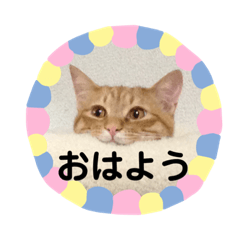 [LINEスタンプ] 茶トラねこの一言会話スタンプ