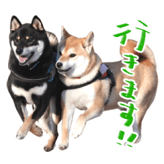 [LINEスタンプ] 柴犬 空丸＆花丸