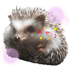 [LINEスタンプ] ハリネズミそらちゃん*°♡