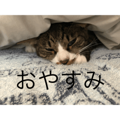 [LINEスタンプ] コバ（ネコ）のスタンプ！！