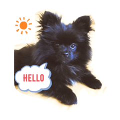 [LINEスタンプ] Coroくんスタンプ