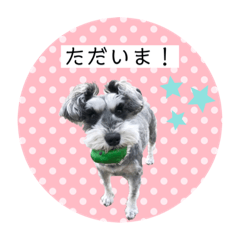 [LINEスタンプ] ミニチュアシュナウザーのココア♡