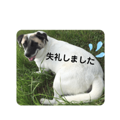 [LINEスタンプ] ひと言わんちゃんず2