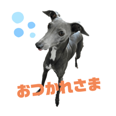 [LINEスタンプ] イタグレBee 3