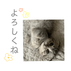 [LINEスタンプ] うちのしらすくん