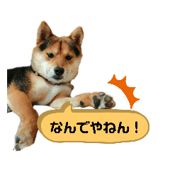 [LINEスタンプ] 黒豆柴こてつの吹き出しスタンプ♪