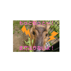 [LINEスタンプ] 発情島のキョンスタンプアキラバージョン