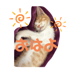 [LINEスタンプ] 白茶のてんくん