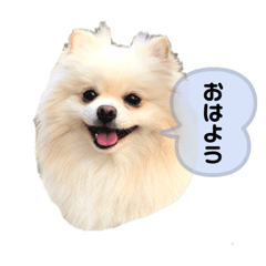 [LINEスタンプ] ポムタイムズ