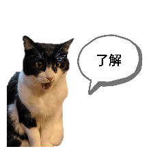 [LINEスタンプ] ChibiShiro Kuro