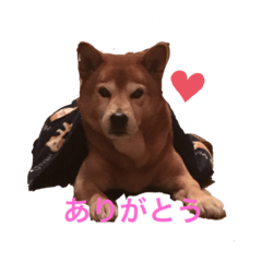 [LINEスタンプ] どんちゃんとの生活