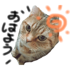 [LINEスタンプ] マンチカンのひまちゃんスタンプ