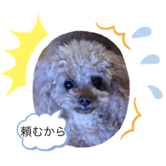 [LINEスタンプ] 可愛い❤️ワンちゃん7