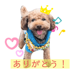 [LINEスタンプ] トイプードル ステラのスタンプ