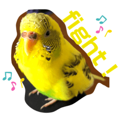 [LINEスタンプ] 癒されインコのかわいいスタンプ