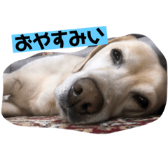 [LINEスタンプ] 癒しのおからくん
