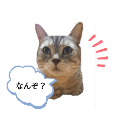 [LINEスタンプ] うちのにゃーさん…『てんちゃん①』