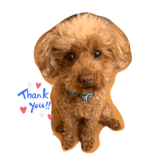 [LINEスタンプ] チョコクッキー  1