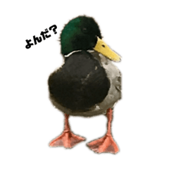 [LINEスタンプ] 白鳥＆カモ