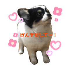 [LINEスタンプ] 仔犬のつむぎちゃん2