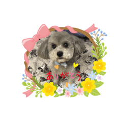 [LINEスタンプ] トイプードルのふうちゃんスタンプPart3