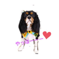 [LINEスタンプ] ちゃーちゃーまーるだよー2