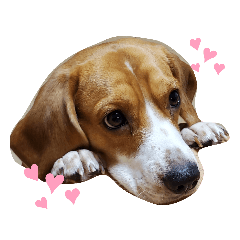 [LINEスタンプ] 犬クウの日常