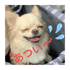 [LINEスタンプ] 毎日使えるチワワもなかのスタンプ♡