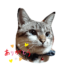 [LINEスタンプ] ちょち2