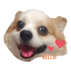 [LINEスタンプ] Our king Lion and sometime puuyan.