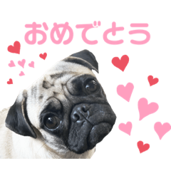 [LINEスタンプ] パグから一言 ①の画像（メイン）