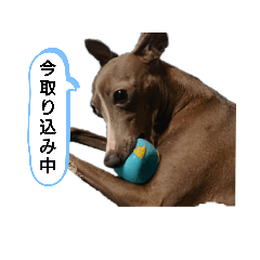 [LINEスタンプ] イタグレミニピンボルゾイ柴犬