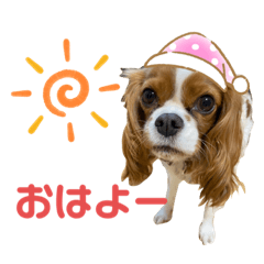 [LINEスタンプ] まぁーちゃんのうちの子日常スタンプ