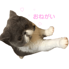 [LINEスタンプ] エキゾチックショートヘア ごま